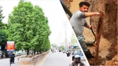 கோனோகார்பஸ் மரம்