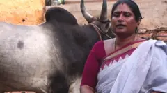 ஜல்லிக்கட்டுக்காக மாடுகளை வளர்க்கும் திருநங்கை