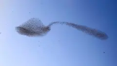 Starlings in shape of a spoon