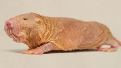 Rato-toupeira-pelado