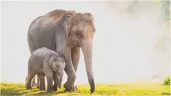 ఏనుగులు