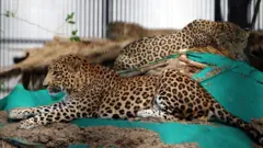 Leopardo