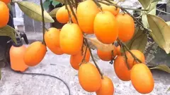 বিদেশী জাতের এই ফলটি দারুণ সুস্বাদু।