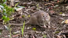 Rato