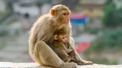 Inkende z'ubwoko "rhesus macaque"