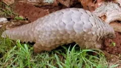 PANGOLIN