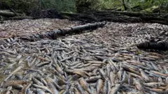 పెద్ద ఎత్తున చనిపోతున్న సాల్మన్ చేపలు