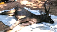 The deer