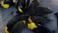 Птицы на земле