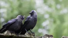 কাক