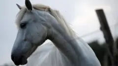ਘੋੜਾ