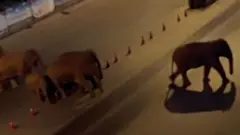 Слоны в городе
