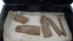 ፍንጫል ዕንጸይቲ ሓድጊ ግብጺ