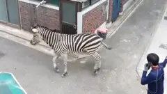 Zebra satima lutala prestonicom Južne Koreje