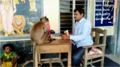 పాఠశాలలో కొండముచ్చు