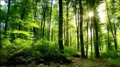 forest
