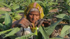 تمباکو کی کاشت