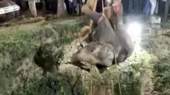an elephant