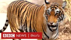 గుండ్లమడుగు గ్రామంలో లేగదూడపై పులి దాడి