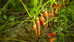 Les microplastiques ne sont pas seulement omniprésents dans l'eau, ils sont dans les sols terrestres et peuvent se retrouver dans les aliments que nous mangeons.