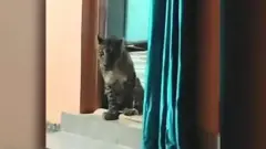 చిరుత