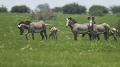 የሜዳ አህያ