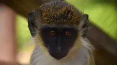 A green vervet monkey
