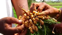 அதிக வருவாய் தரும் விதைப்பண்ணை அமைப்பது எப்படி?
