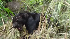 இலங்கையின் அரிய வகை கருஞ்சிறுத்தை இறந்தது - விசாரணைகள் தீவிரம்