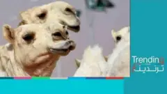 استبعاد عشرات الجمال من مسابقة "مزاين الإبل" في السعودية بسبب حقن البوتوكس وشد الوجه!