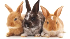 Conejos