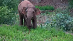 யானை மாதிரிப் படம்