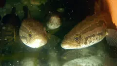 Snakeheads in a crowded aquarium