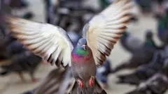 Pombo de asas abertas