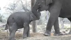 हात्ती