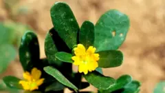 લૂણીની ભાજી