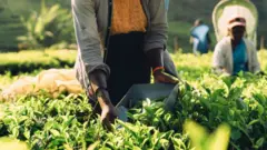 Trabajadora recogiendo hojas de té en una plantación en Sri Lanka