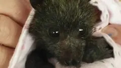 šišmiš