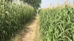 हाथरस केस