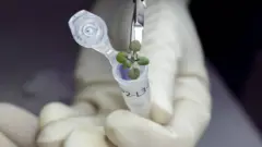 چاند کی مٹی، پودے