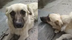 30 август куни заҳар бериб ўлдирилган уй итларидан бири