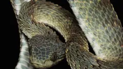 ডিআর কঙ্গোর জঙ্গলে দেখা মেলে এই বিষধর সাপের