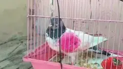 పాక్ పావురం