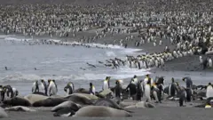 Güney Georgia'daki penguenler