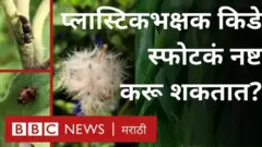 पुणे येथील राहुल मराठे यांनी कसे शोधले मानवाची मदत कीटक - मित्रकिडे