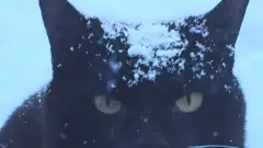 Кіт