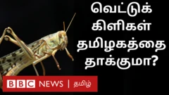 விவசாயம்: வட இந்தியாவில் வெட்டுக்கிளிகள் படையெடுப்பால் தமிழகத்துக்கு பாதிப்பா?