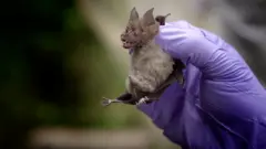 泰國昂立奈山野生動物保護區一名科研人員舉起一隻當地蝙蝠