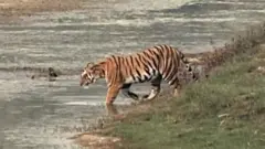 NEPAL TIGERS