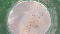 आटा